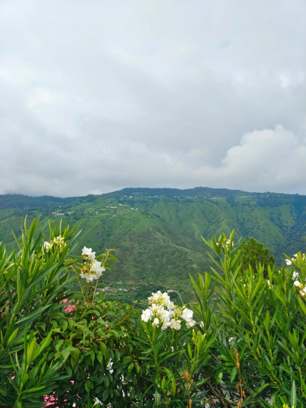 Little Heart Resort Chail Esterno foto